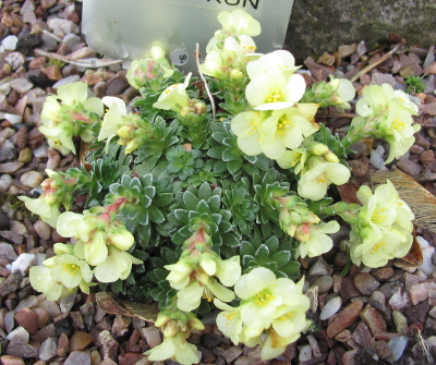 Saxifraga 'Zlaty Kun' 